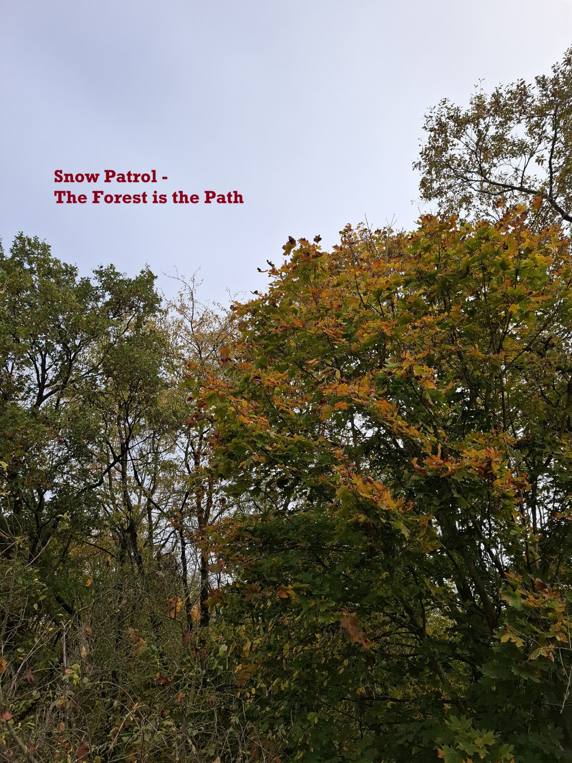 Snow Patrol : The Forest is the Past